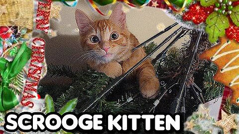 'KITTEN' TRIES TO STOP A 'CHRISTMAS' TREE FROM GOING UP