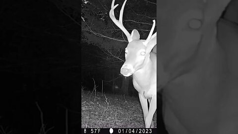 Big Bucks and Coyotes up close - Trail cam @UncleTimsFarm #kärnəvór