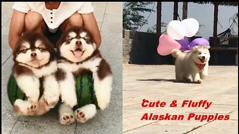 Cute & Fluffy Alaskan Malamute Puppies Dogs Running & Playing || funny animal video 😀