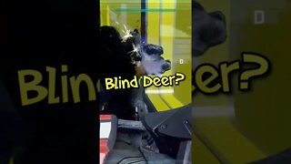 Blind Deer? #shorts