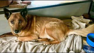 Monday Morning w/ Sierra in the Camper - Toast over the Wood Stove!