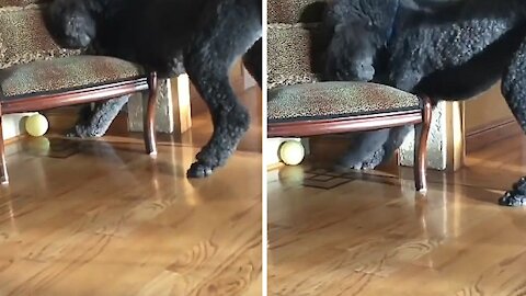 Dog Tries to catch the ball behind the chair but unsuccessfully