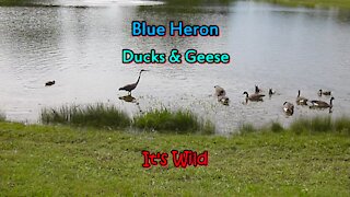 Blue Heron, Ducks & Geese