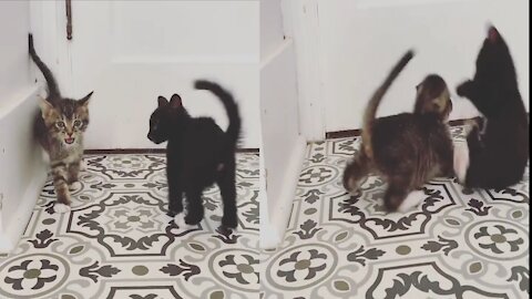 Kittens gets intense bursts of energy right after watching their rival