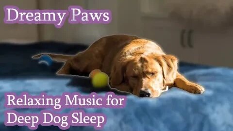11 Hours of Deep Sleep Relaxing Dog Music! NEW Helped 10 million Dogs!