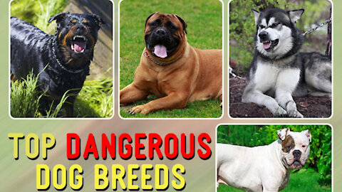 Top 10 Most Powerful & Dangerous Dogs in the world21
