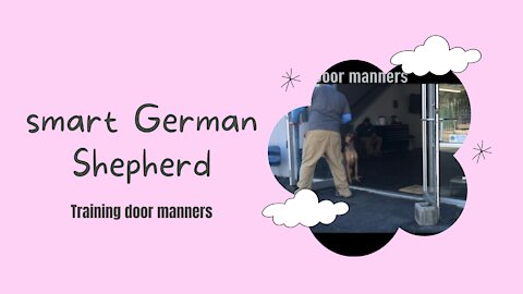 Smart German Shepherd train door manners