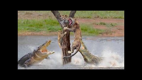 Crocodile Catches Cheetah