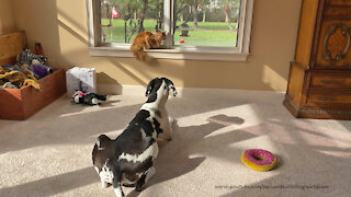 Happy Great Dane And Cat Love Bird Watching Together