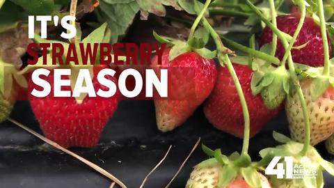 Long winter pushes strawberry season to mid-May