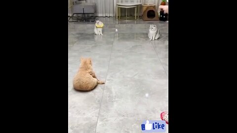 Cats_#volley_#ball_#game_# play_#funniest_🤣🤣