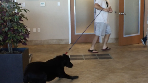 Labrador profoundly resists going to the vet