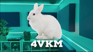 40 Days of 4VKM - Episode 33: Follow the White Rabbit