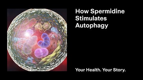 How Spermidine Stimulates Autophagy