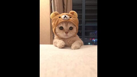 Cute Cat