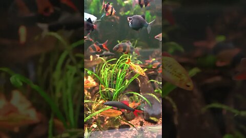 600 Gallon Tropical Community Fish Aquarium