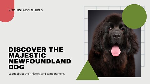 Gentle Giants: Discover the Majestic Newfoundland Dog