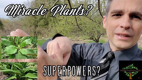 You NEED these healing plants in your food forest - Boneknit and Plantago