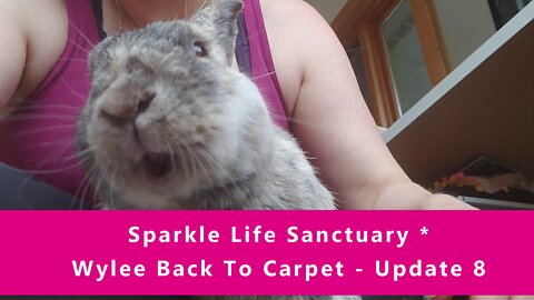 Wylee Back To Carpet - Update #8