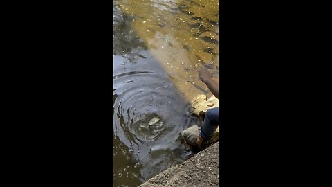 Tiny creek smallmouth fishing