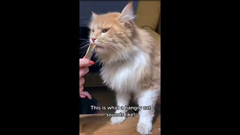 funny cat videos short