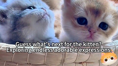 Guess what's next for the kitten? Exploring endless adorable expressions.