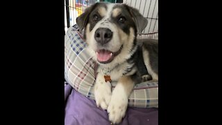 Rescue puppy enjoying snack at Shelter.