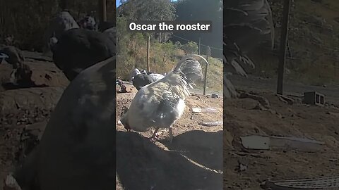 Farm surveillance. Free range rooster