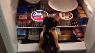 Cat learns to fetch breakfast from fridge
