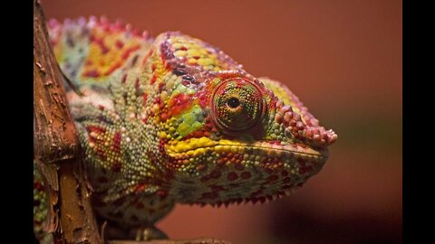 Chameleon Changing Color And eating