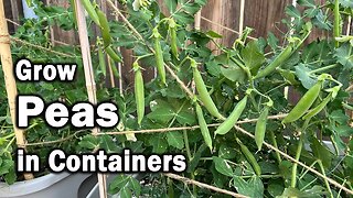 How to Grow Peas in Containers | An Easy Planting Guide