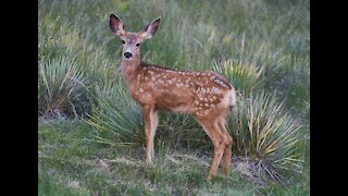 5 Fawns 8-9-2021