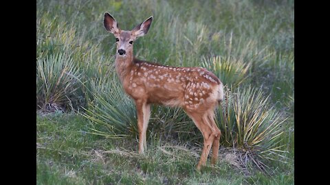 5 Fawns 8-9-2021