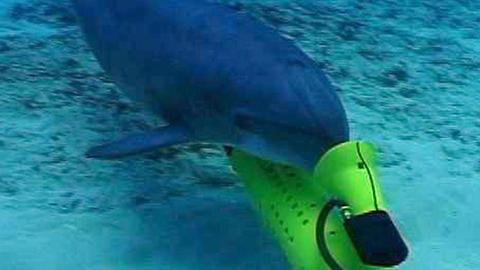 Military Trained Dolphins Seek Endangered Species