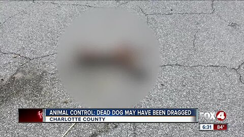 Animal Control Dead dog may have been dragged