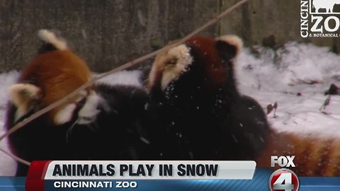 Red pandas play in snow
