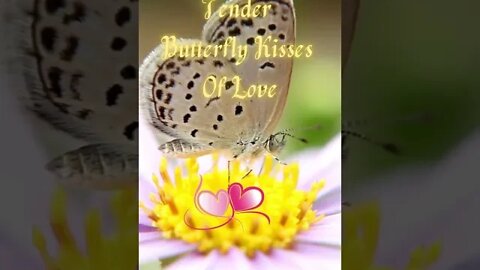 Tender Butterfly Kisses Of Love 💖🦋💋