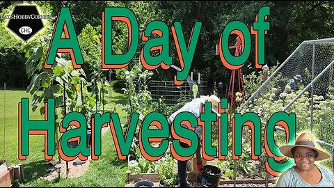 A #day of #harvesting #collardgreens #greenbeans #broccoli #cabbage #strawberry - #catshobbycorner