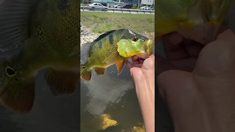 Peacock Bass like KVD 😂