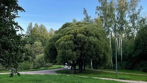 Parque Sosnovka,Парк Сосновка