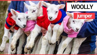 These adorable photos show five newborn lambs dressed in woolly jumpers to keep them warm