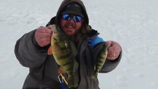 Giant Perch while ice fishing the Mississippi Backwaters