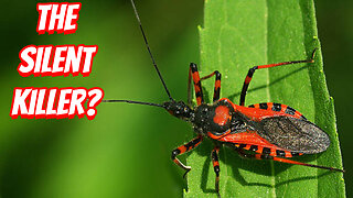 How Dangerous is A Assassin Bug?