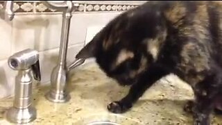 Cat introduced to running water, tries to attack it