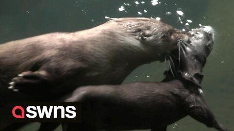 Adorable video shows mama otter teaching baby otter how to swim