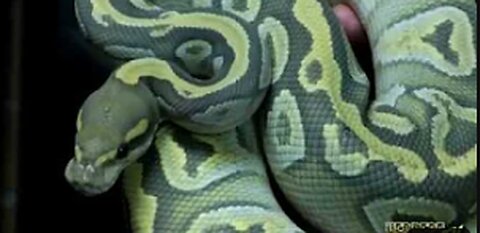 Python Hunters Invade Markus Jayne Reptiles Part 2 - HerpersTV S1:Ep2