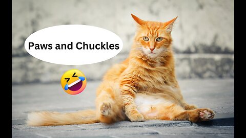 Paws and Chuckles: Hilarious Cat Antics That'll Leave You in Stitches! 😹
