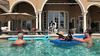 Great Dane watches doggy friend relax on pool floatie