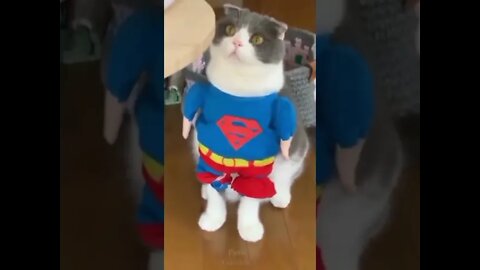 Compilation of funny pets, primarily cats #3 #compilation #shorts #cats #pets #funny