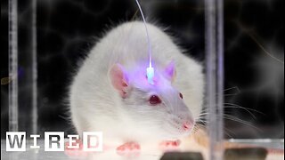 Optogenetics and Enhancing Brain Functions World Economic Forum